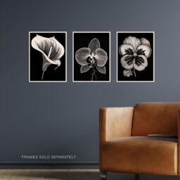 Artery8 Set of 3 Elegant Single Orchid Cala Lily Pansy Spring Flowers Black & White Floral Impact Artworks Unframed Wall Art Living Room Poster - thumbnail 2