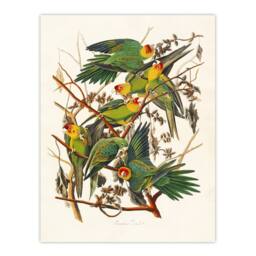 Artery8 John James Audubon Framed Wall Art Print Carolina Parakeet Parrot in White - Size: A4 - thumbnail 3