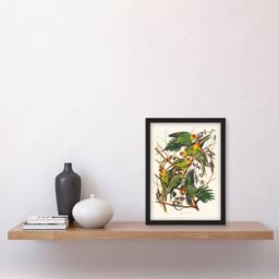 Artery8 John James Audubon Framed Wall Art Print Carolina Parakeet Parrot in White - Size: A4 - thumbnail 2