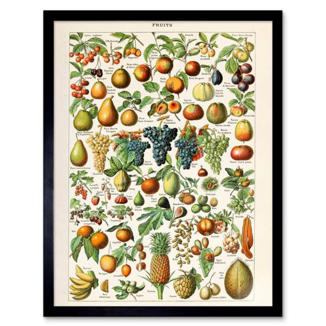 "Artery8 Millot Encyclopedia Page Fruit Grape Pineapple 12x16"" Framed Art Print - Size: W12"" x H16""" - image 1