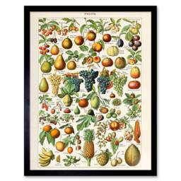 "Artery8 Millot Encyclopedia Page Fruit Grape Pineapple 12x16"" Framed Art Print - Size: W12"" x H16""" - thumbnail 1