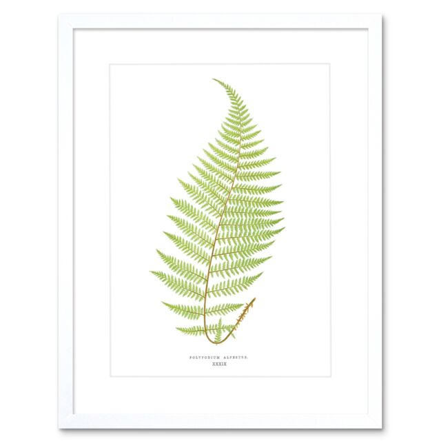 "Artery8 Wall Art Print Fern Polypodium Alpestre Art Framed 9x7 inch in White - Size: W7"" x H9""" - image 1