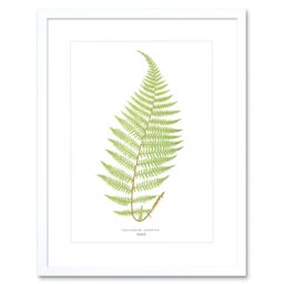 "Artery8 Wall Art Print Fern Polypodium Alpestre Art Framed 9x7 inch in White - Size: W7"" x H9""" - thumbnail 1