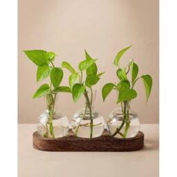 Havendro Glass Plant Propagation Station with Wooden Stand 3 Bulb Vase - thumbnail 5