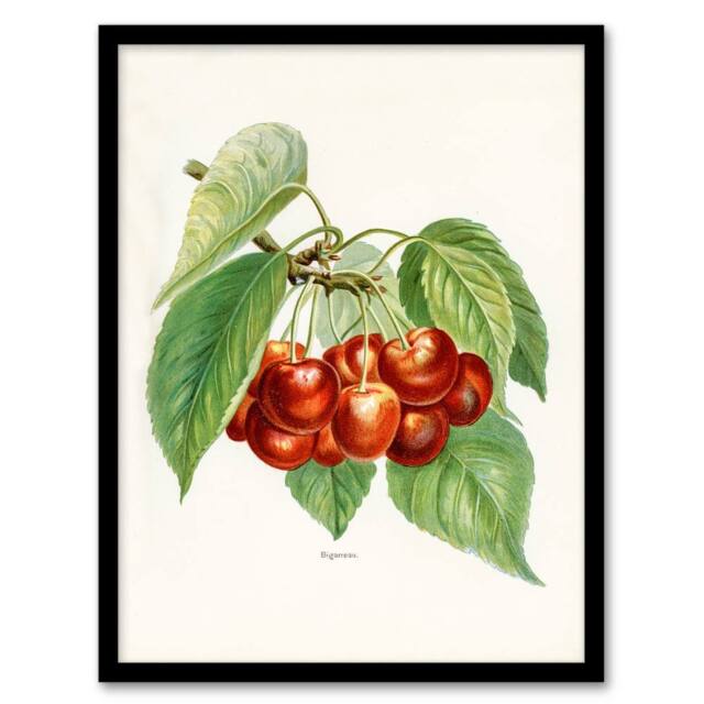 Artery8 John Wright Framed Wall Art Vintage Illustration of Bigarreau Cherries in White - Size: A4 - image 1