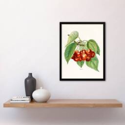 Artery8 John Wright Framed Wall Art Vintage Illustration of Bigarreau Cherries in White - Size: A4 - thumbnail 2
