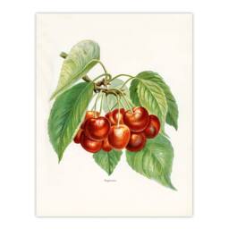 Artery8 John Wright Framed Wall Art Vintage Illustration of Bigarreau Cherries in White - Size: A4 - thumbnail 3