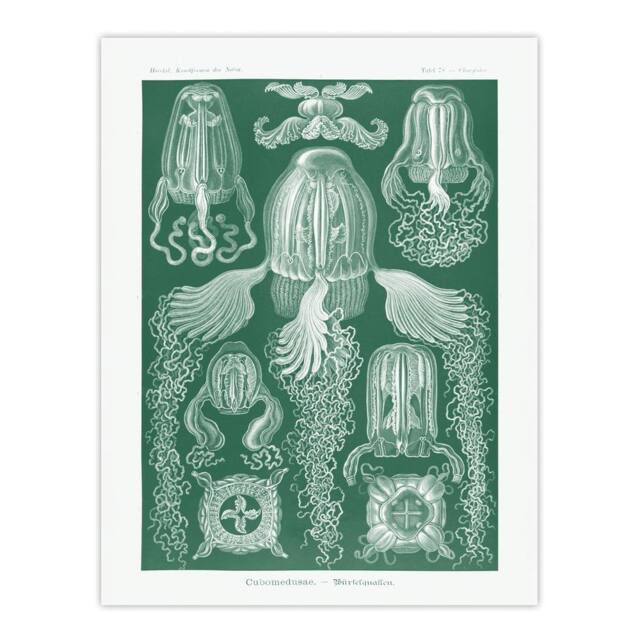 "Artery8 Cubomedusae Jellyfish Species Haeckel Botanical Wall Art Print Poster in Green - Size: W12"" x H16""" - image 1