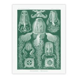 "Artery8 Cubomedusae Jellyfish Species Haeckel Botanical Wall Art Print Poster in Green - Size: W12"" x H16""" - thumbnail 1