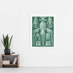 "Artery8 Cubomedusae Jellyfish Species Haeckel Botanical Wall Art Print Poster in Green - Size: W12"" x H16""" - thumbnail 4
