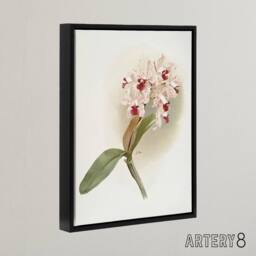"Artery8 Frederick Sander Cattleya Amethystoglossa Orchid Framed Canvas Art in White - Size: W12"" x H16""" - thumbnail 2