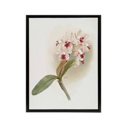 "Artery8 Frederick Sander Cattleya Amethystoglossa Orchid Framed Canvas Art in White - Size: W12"" x H16""" - thumbnail 1