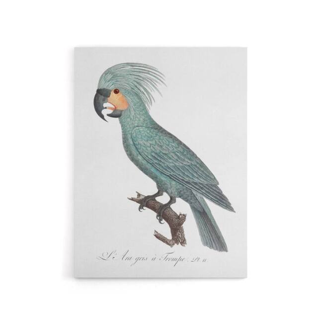 "Artery8 The Palm Cockatoo Parrot Francois Levaillant Canvas Wall Art Print in White - Size: W12"" x H16""" - image 1