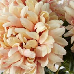 Leaf 75cm Artificial Extra Large Reflex Chrysanthemum Pink - thumbnail 2