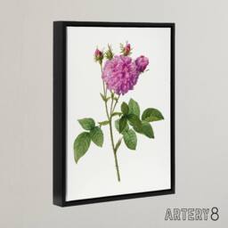 "Artery8 Agatha Rose Floral Redoute Vintage Black Framed Canvas Wall Art in White - Size: W24"" x H32""" - thumbnail 2
