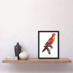 Artery8 The Crimson Shining Parrot Levaillant Framed Wall Art Print in White - Size: A4 - thumbnail 4