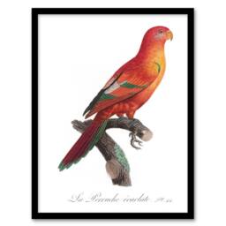 Artery8 The Crimson Shining Parrot Levaillant Framed Wall Art Print in White - Size: A4 - thumbnail 1