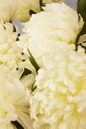 Orsina Chrysanthemum Stem - 84cm White, Realistic Faux Flower With Delicate Petals & Green Stem, Adds Elegance in White - thumbnail 6