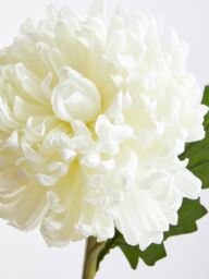 Orsina Chrysanthemum Stem - 84cm White, Realistic Faux Flower With Delicate Petals & Green Stem, Adds Elegance in White - thumbnail 3