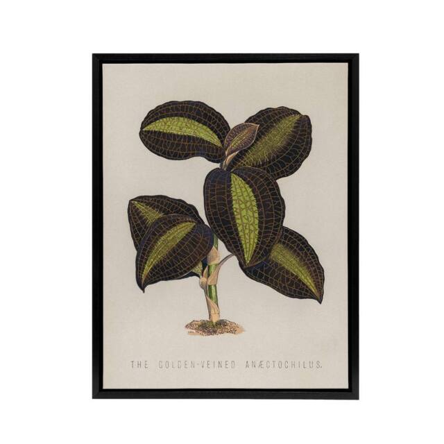 "Artery8 Golden Veined Jewel Orchid Botanical Black Framed Canvas Wall Art in Beige - Size: W18"" x H24""" - image 1
