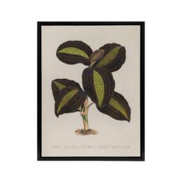"Artery8 Golden Veined Jewel Orchid Botanical Black Framed Canvas Wall Art in Beige - Size: W18"" x H24""" - thumbnail 1