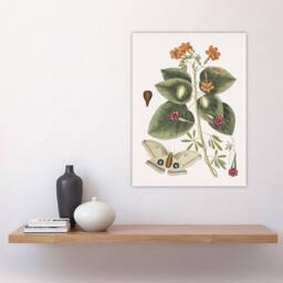 "Artery8 Great Moth Tievine & Geiger Tree Flowers Catesby Wall Art Poster - Size: W18"" x H24""" - thumbnail 4