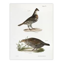 "Artery8 James De Kay Partridge & Pinnated Grouse Wall Art Print in White - Size: W12"" x H16""" - thumbnail 1
