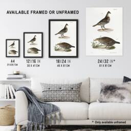 "Artery8 James De Kay Partridge & Pinnated Grouse Wall Art Print in White - Size: W12"" x H16""" - thumbnail 3