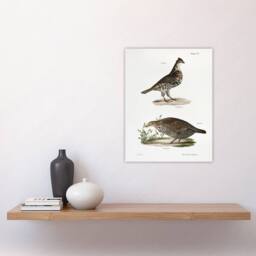 "Artery8 James De Kay Partridge & Pinnated Grouse Wall Art Print in White - Size: W12"" x H16""" - thumbnail 4