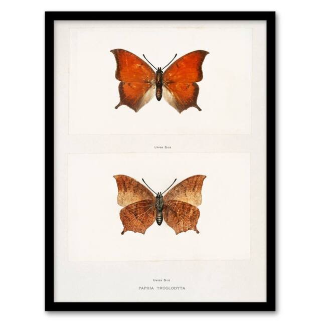Artery8 Sherman Denton Framed Wall Art Print Tropical Leafwing Butterfly in White - Size: A4 - image 1