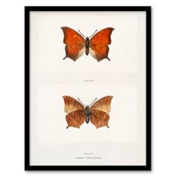 Artery8 Sherman Denton Framed Wall Art Print Tropical Leafwing Butterfly in White - Size: A4 - thumbnail 1