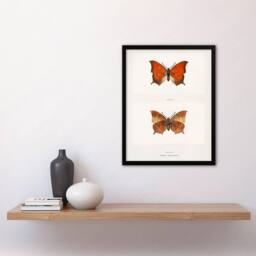 Artery8 Sherman Denton Framed Wall Art Print Tropical Leafwing Butterfly in White - Size: A4 - thumbnail 2