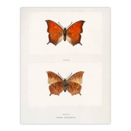 Artery8 Sherman Denton Framed Wall Art Print Tropical Leafwing Butterfly in White - Size: A4 - thumbnail 3