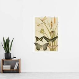 "Artery8 Butterflies & Dragonflies Vintage Wall Art Print Verneuil in Khaki - Size: W24"" x H32""" - thumbnail 4