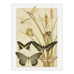 "Artery8 Butterflies & Dragonflies Vintage Wall Art Print Verneuil in Khaki - Size: W24"" x H32""" - thumbnail 1