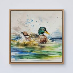 Warren Reed - Designer Splashing Mallard Watercolour Framed Canvas in Light Brown - Size: w40 inch x h40 inch - thumbnail 1