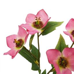 Lemon Pavilion Furniture and Decor Natural Garden Varigated Hellibore - Artificial Flower 1 Stem - H47 cm in Pink - thumbnail 2