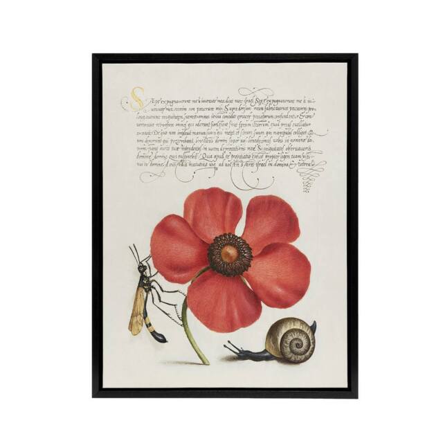 "Artery8 Poppy Snail & Crane Fly Calligraphy Framed Canvas Wall Art Print in White - Size: W12"" x H16""" - image 1