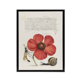"Artery8 Poppy Snail & Crane Fly Calligraphy Framed Canvas Wall Art Print in White - Size: W12"" x H16""" - thumbnail 1