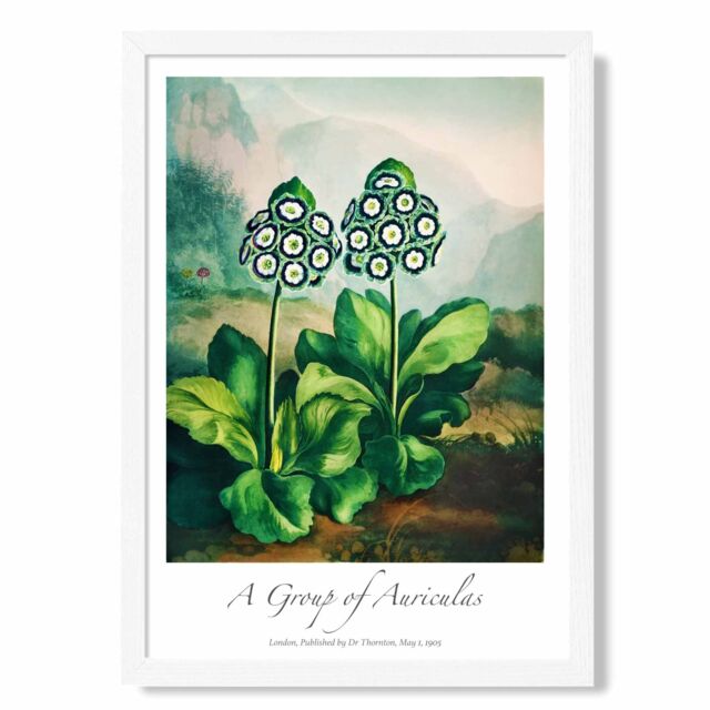 ARTZE Vintage Floral Exhibition - Auricula Flowers Framed Print SIZE: A3 with White Frame in Green - Size: A4 - image 1