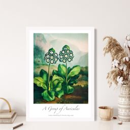 ARTZE Vintage Floral Exhibition - Auricula Flowers Framed Print SIZE: A3 with White Frame in Green - Size: A4 - thumbnail 2