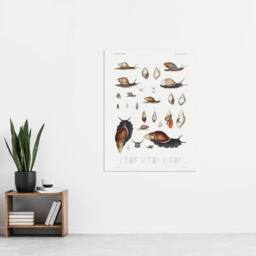 "Artery8 Snail shell Marine Life Ocean Augustus Gould Wall Art Poster Print in White - Size: W12"" x H16""" - thumbnail 4