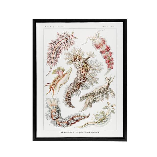 "Artery8 Nudibranch Sea Slug Molluscs Haeckel Botanical Framed Canvas Wall Art in White - Size: W12"" x H16""" - image 1