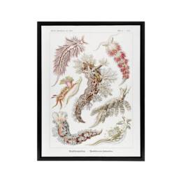 "Artery8 Nudibranch Sea Slug Molluscs Haeckel Botanical Framed Canvas Wall Art in White - Size: W12"" x H16""" - thumbnail 1