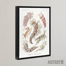 "Artery8 Nudibranch Sea Slug Molluscs Haeckel Botanical Framed Canvas Wall Art in White - Size: W12"" x H16""" - thumbnail 2