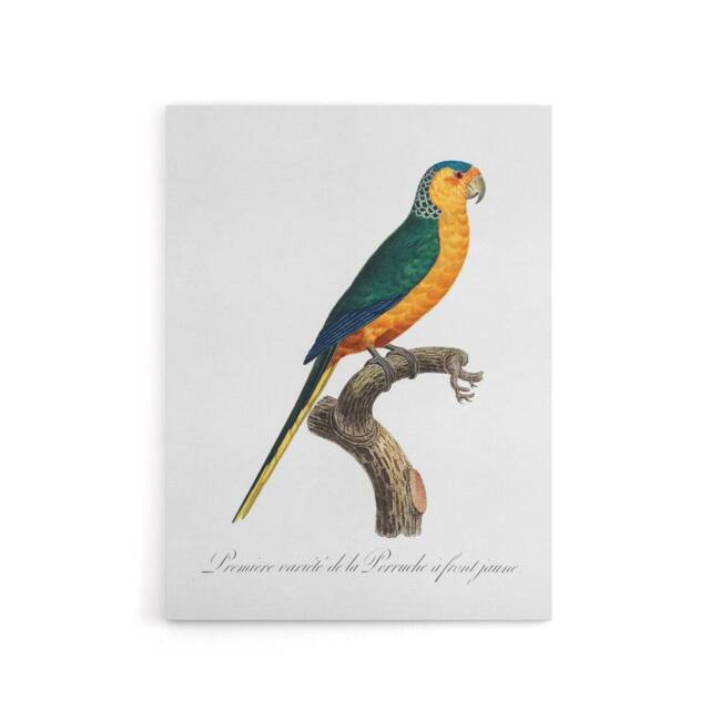 "Artery8 The Yellow Fronted Parakeet Levaillant Canvas Wall Art Print in White - Size: W12"" x H16""" - image 1