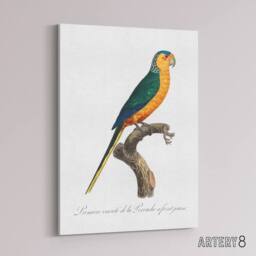 "Artery8 The Yellow Fronted Parakeet Levaillant Canvas Wall Art Print in White - Size: W12"" x H16""" - thumbnail 2