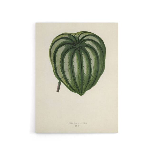 "Artery8 Vintage Botanical Pepper Elder Leaf Fawcett Canvas Wall Art in Beige - Size: W18"" x H24""" - image 1
