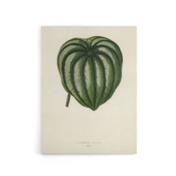 "Artery8 Vintage Botanical Pepper Elder Leaf Fawcett Canvas Wall Art in Beige - Size: W18"" x H24""" - thumbnail 1