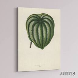 "Artery8 Vintage Botanical Pepper Elder Leaf Fawcett Canvas Wall Art in Beige - Size: W18"" x H24""" - thumbnail 2